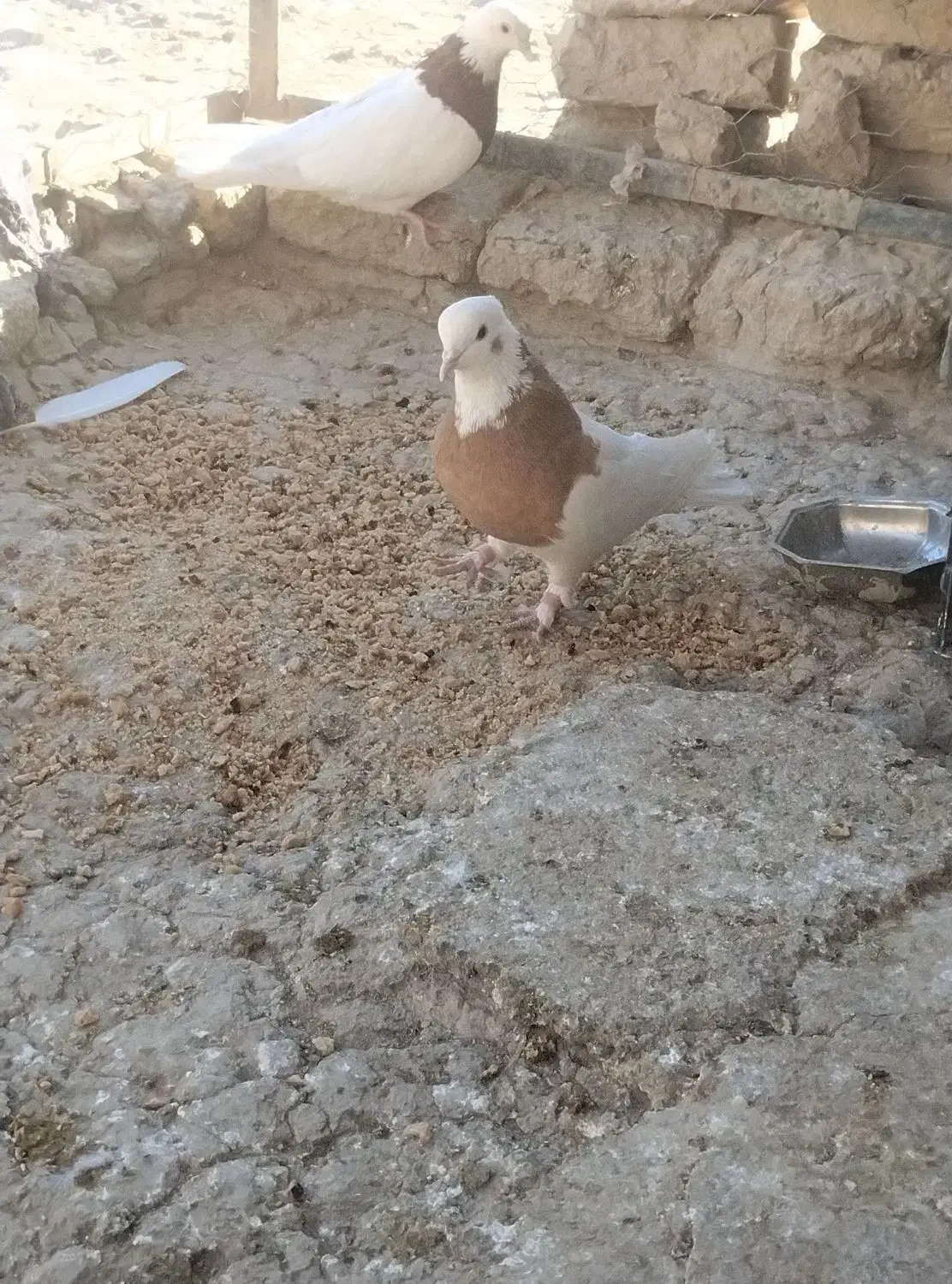 کبوتر طوقی|پرنده|هامون, |دیوار