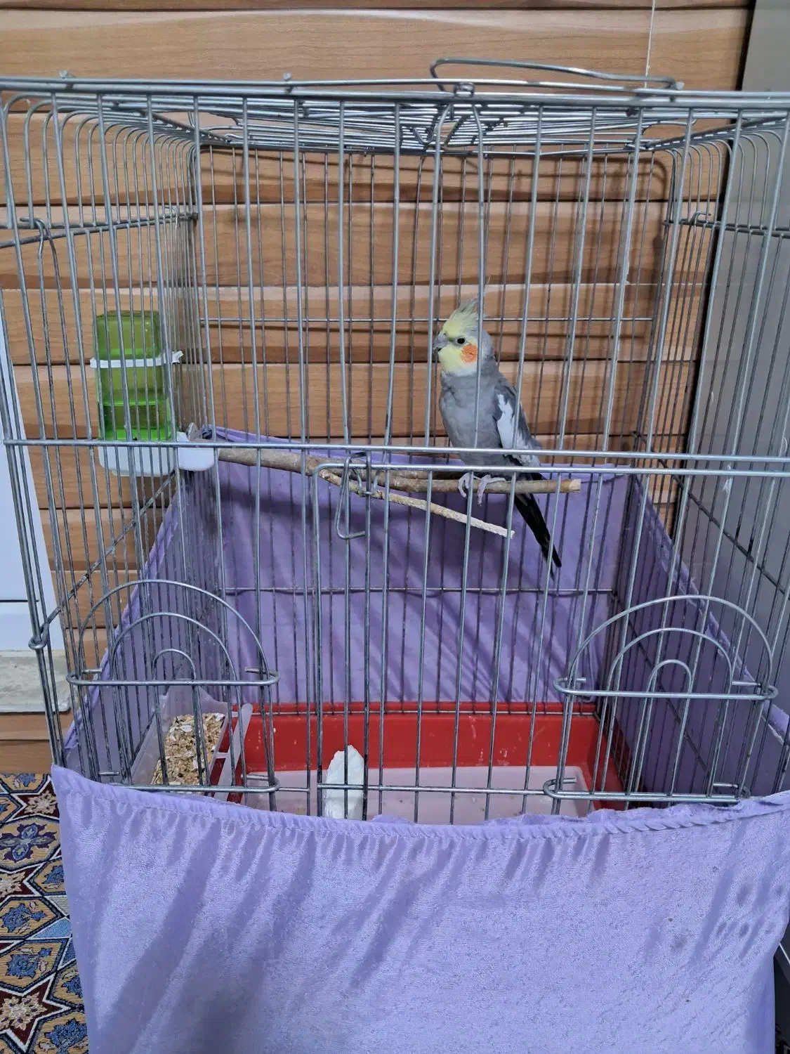 عروس هلندی|پرنده|مهاباد (آذربایجان غربی), |دیوار