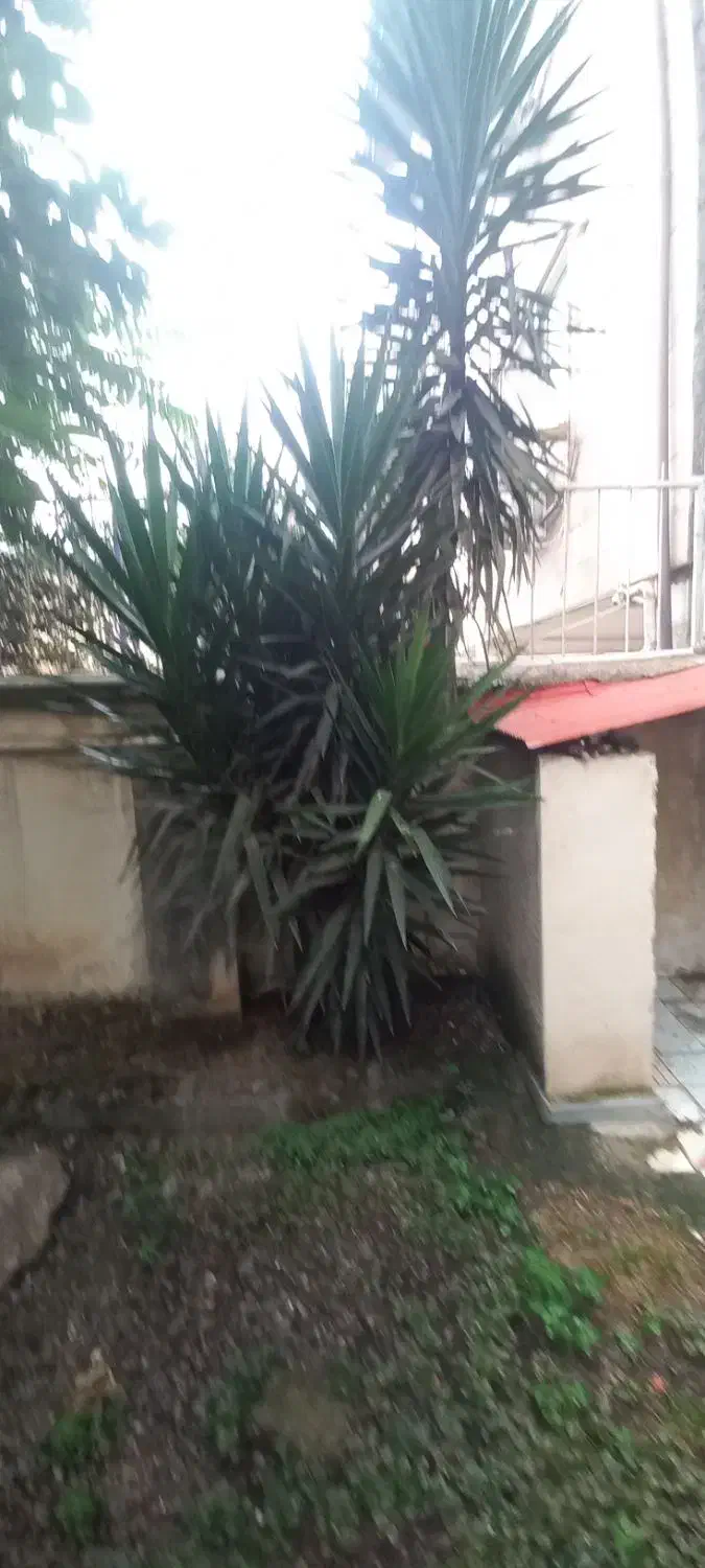 فروش گل|گل و گیاه طبیعی|ماسال, |دیوار