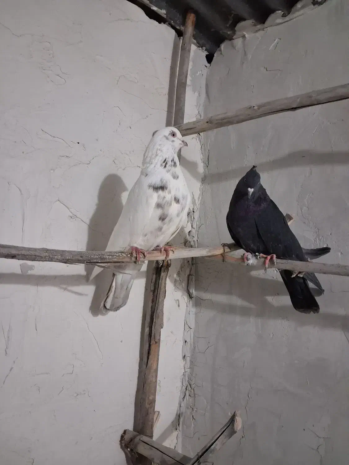 کبوتر پرشی|پرنده|سجاس رود, |دیوار