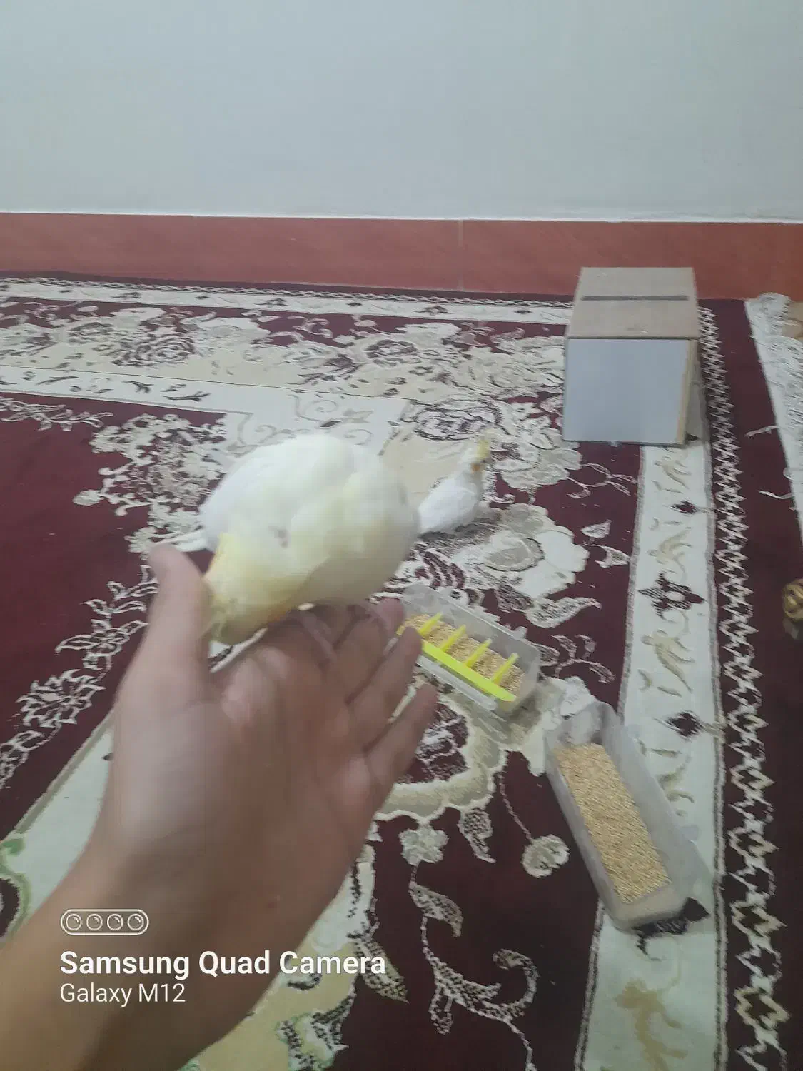 خرید و فروش عروس هلندی دستی|پرنده|تربت جام, فاز ۱ فرهنگیان|دیوار