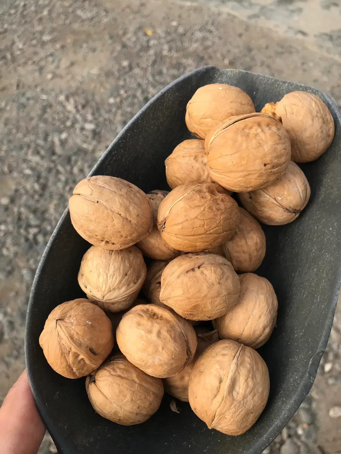 گردو حاصل تازه وارداتی|خوردنی و آشامیدنی|رشت, پل تالشان|دیوار