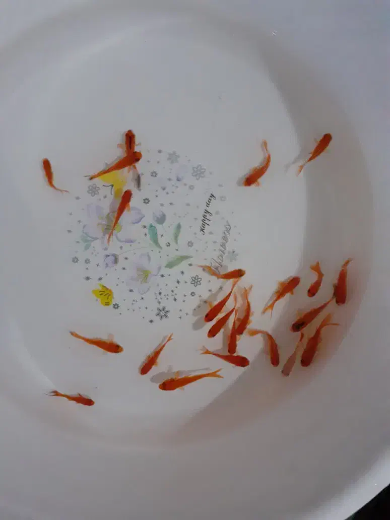 ماهی زبرا|ماهی|شاهرود, |دیوار