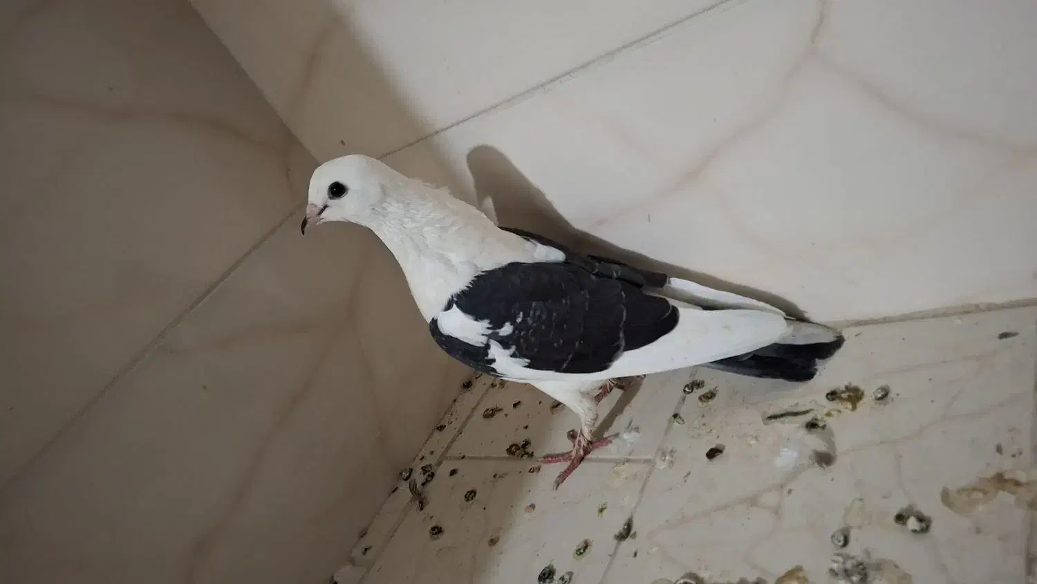 فروش پنج تا کبوتر|پرنده|بندر کنگان, |دیوار