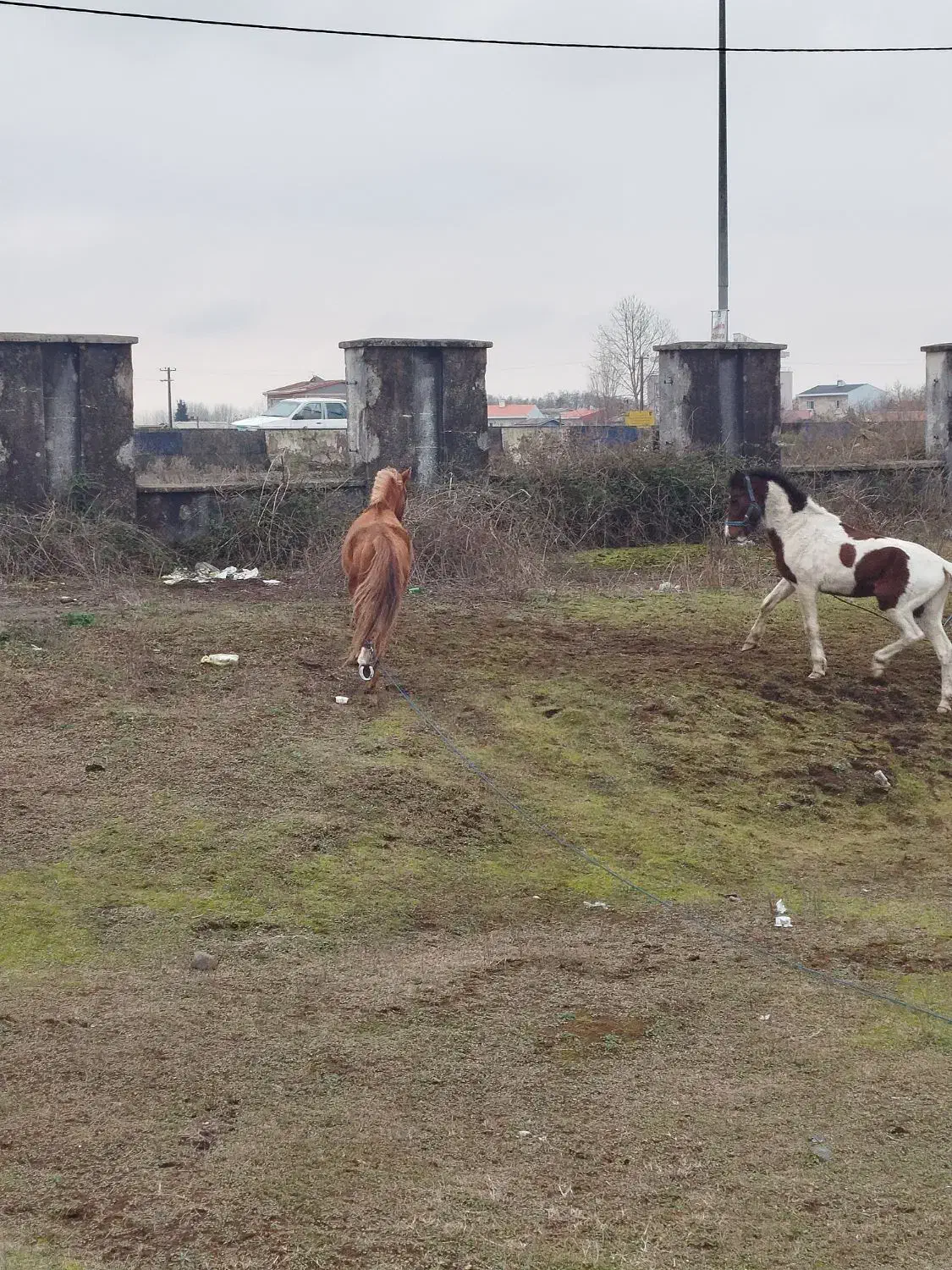 اسب گمشده|حیوانات|بندر انزلی, مسکن مهر|دیوار