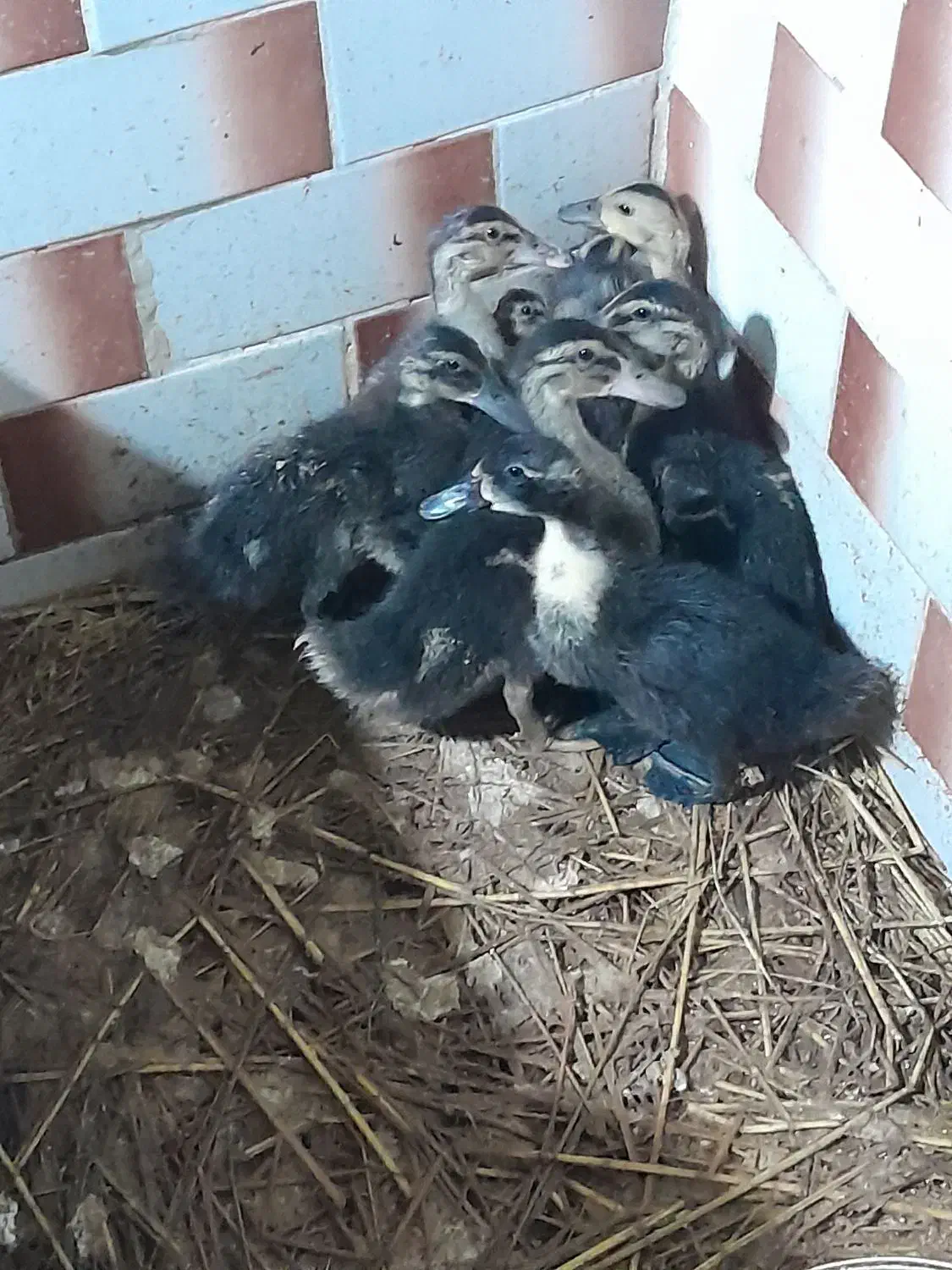 جوجه اردک|حیوانات مزرعه|رشت, پسیخان|دیوار