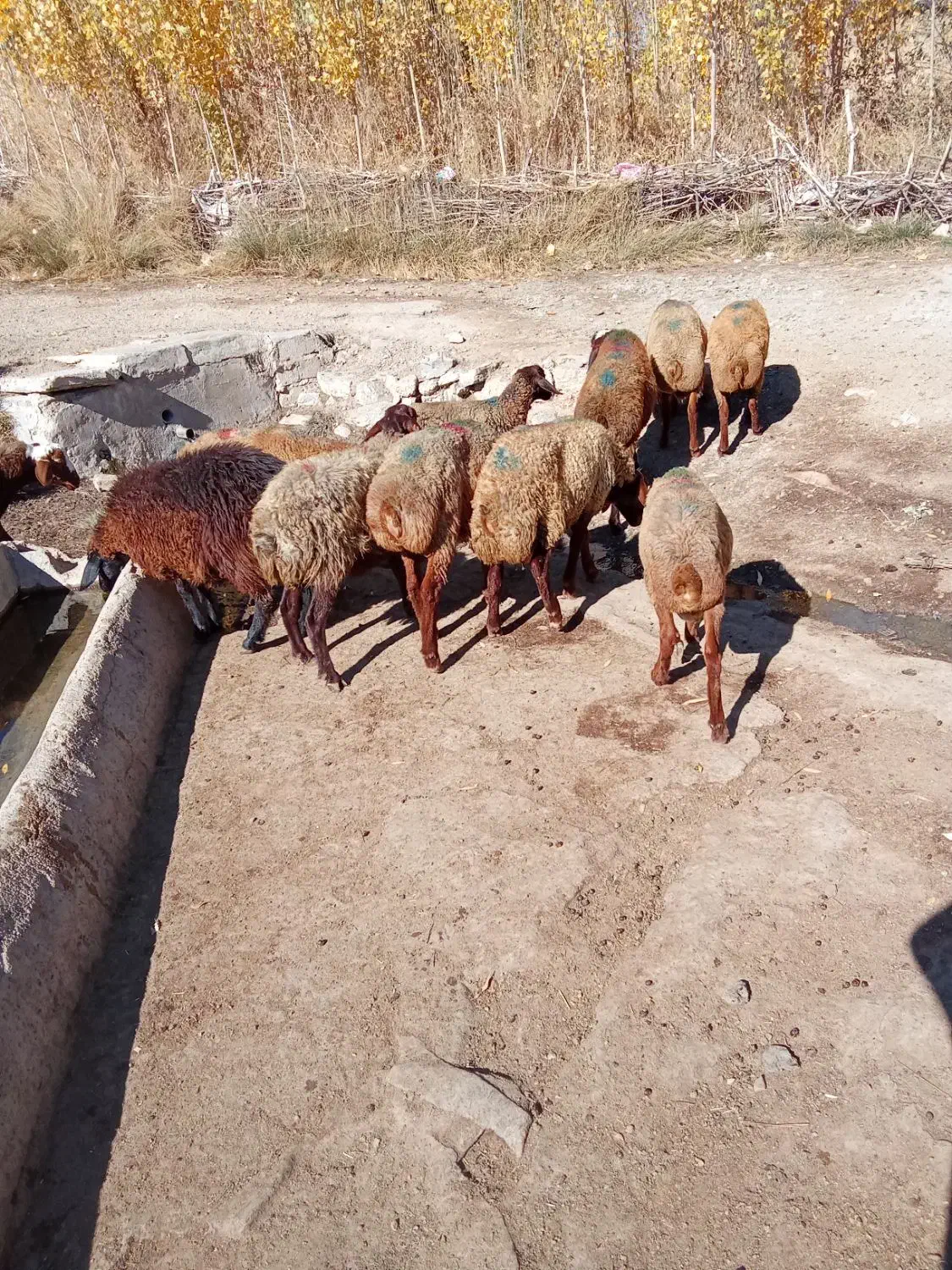 گوسفند داشتی|حیوانات مزرعه|بلبان آباد, |دیوار