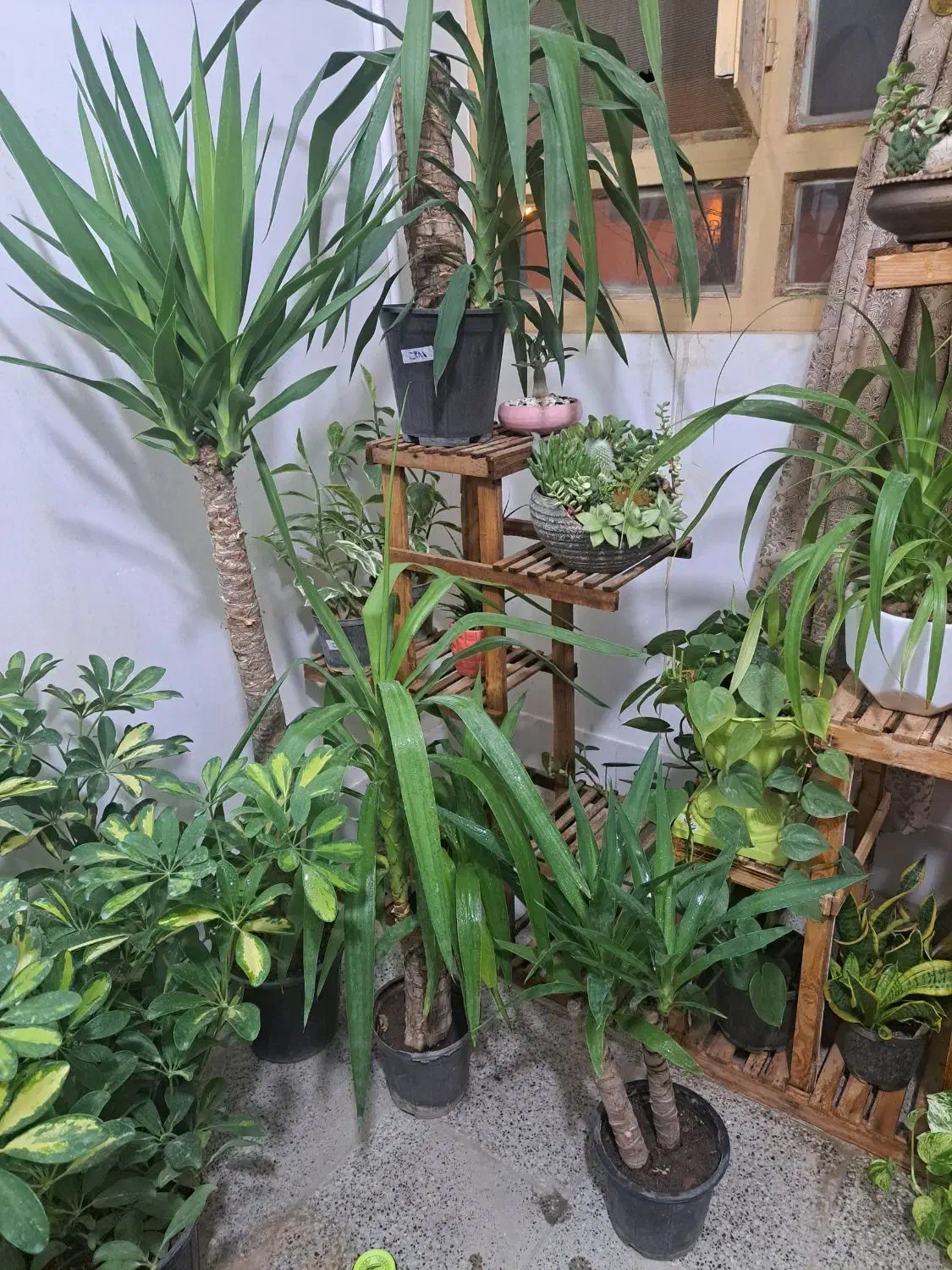 فروش خانگی انواع گل های آپارتمانی|گل و گیاه طبیعی|بیرجند, |دیوار