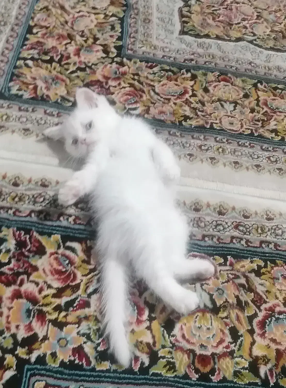 گربه بریتیش|گربه|ارومیه, |دیوار