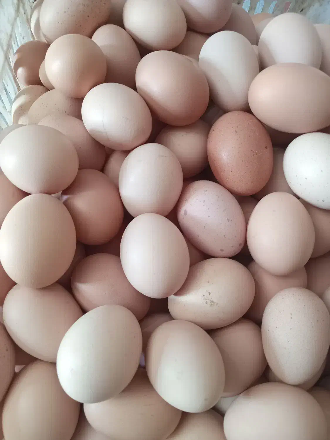 تخم مرغ محلی اصل گلپایگانی|خوردنی و آشامیدنی|شیراز, بازار|دیوار