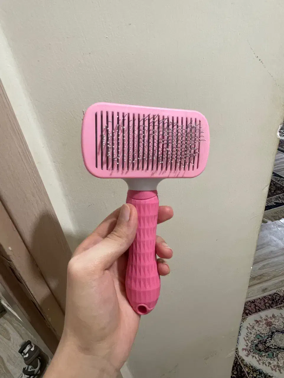 ملزومات گربه|گربه|ارومیه, |دیوار