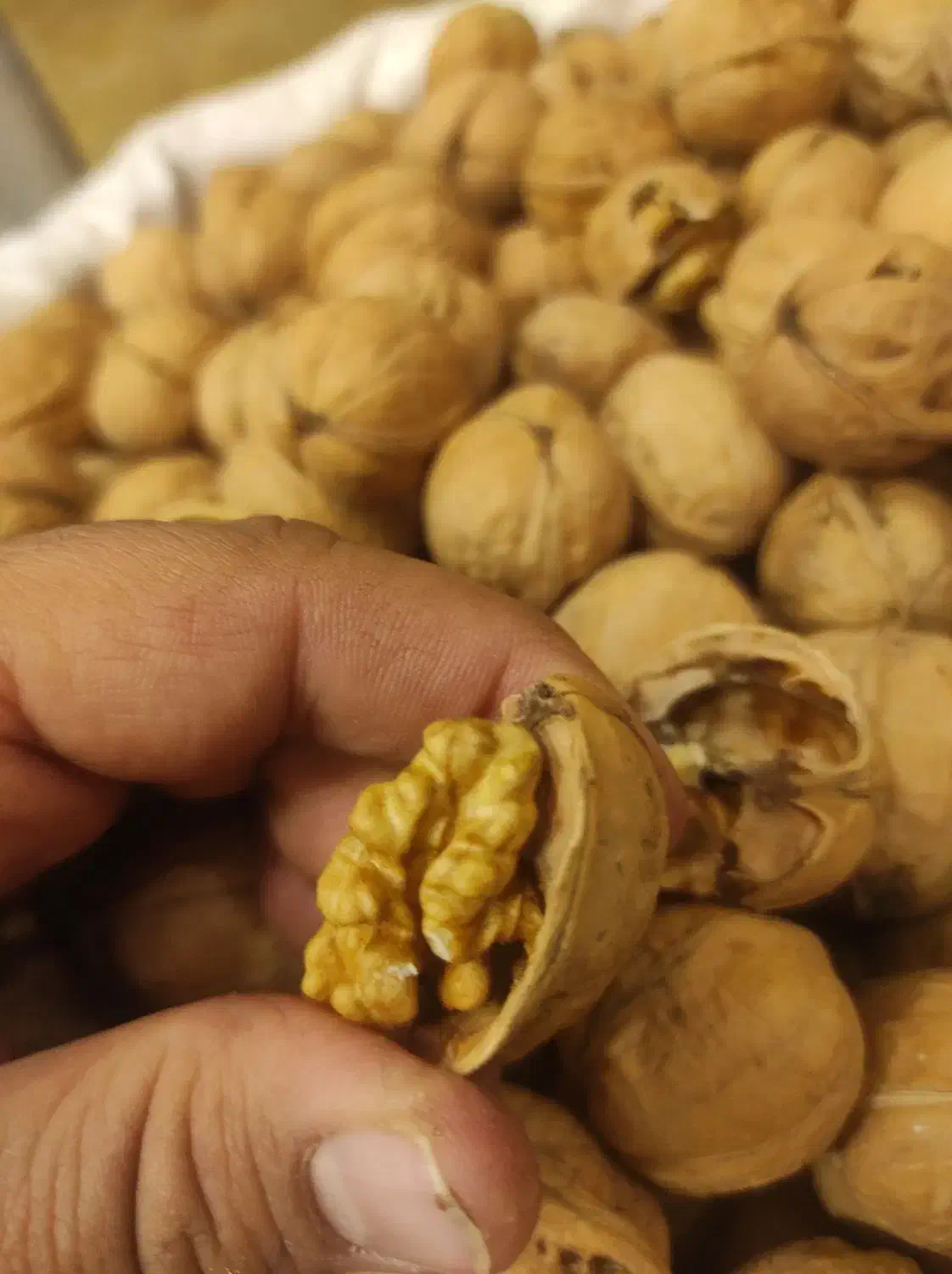 گردو کاغذی نهاوند همدان|خوردنی و آشامیدنی|نجفآباد, جلال آباد|دیوار