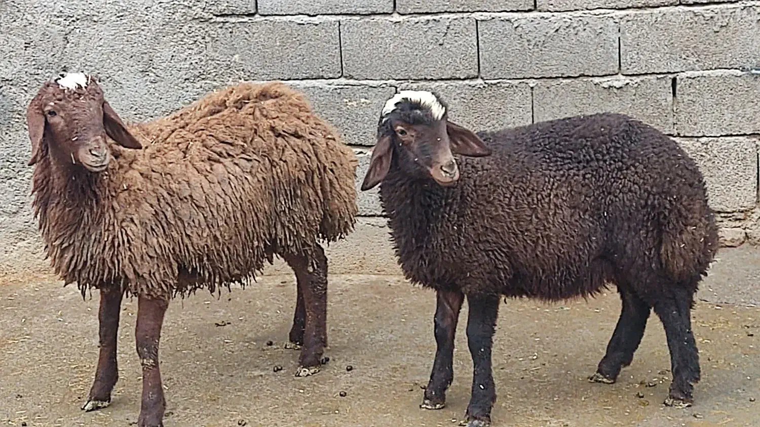دو عدد بره نر|حیوانات مزرعه|کرمانشاه, |دیوار