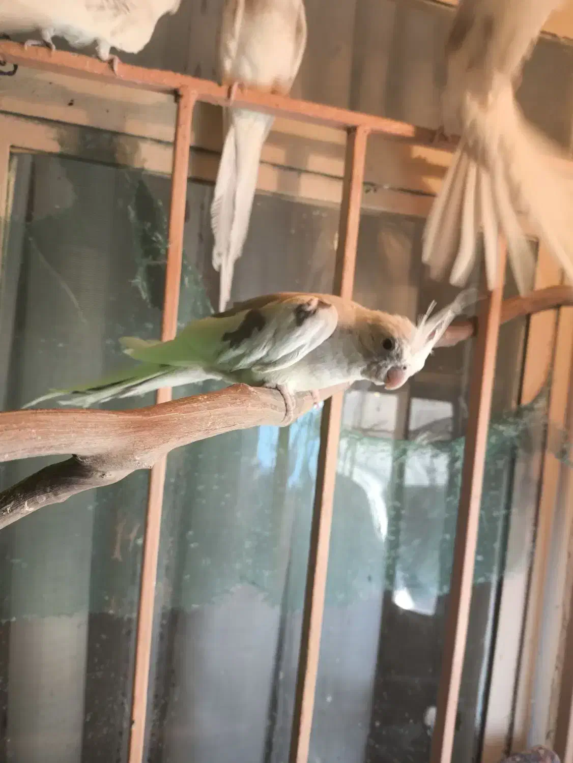 طوطی عروس آلبینو دوکت|پرنده|نظرآباد, رسالت|دیوار