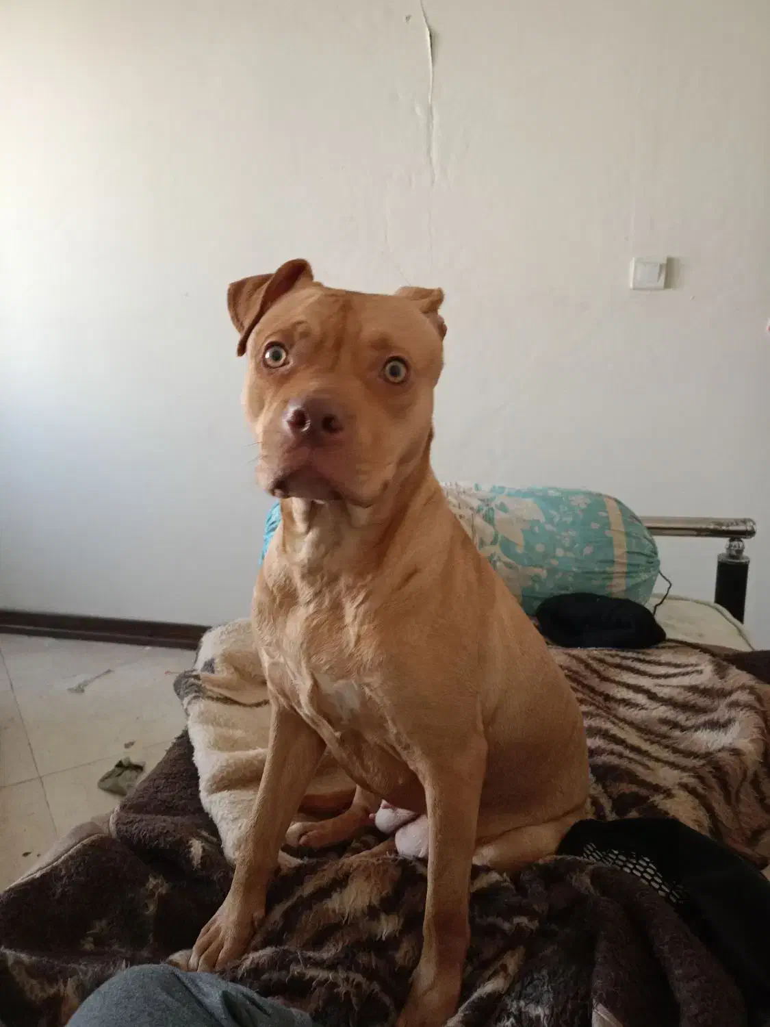 پیتبول ماده ۹ماهه|سگ|ری, دیلمان|دیوار