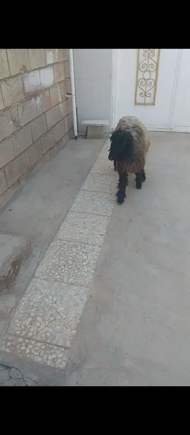 بره ماده چاق چاق|حیوانات مزرعه|مسجد سلیمان, |دیوار