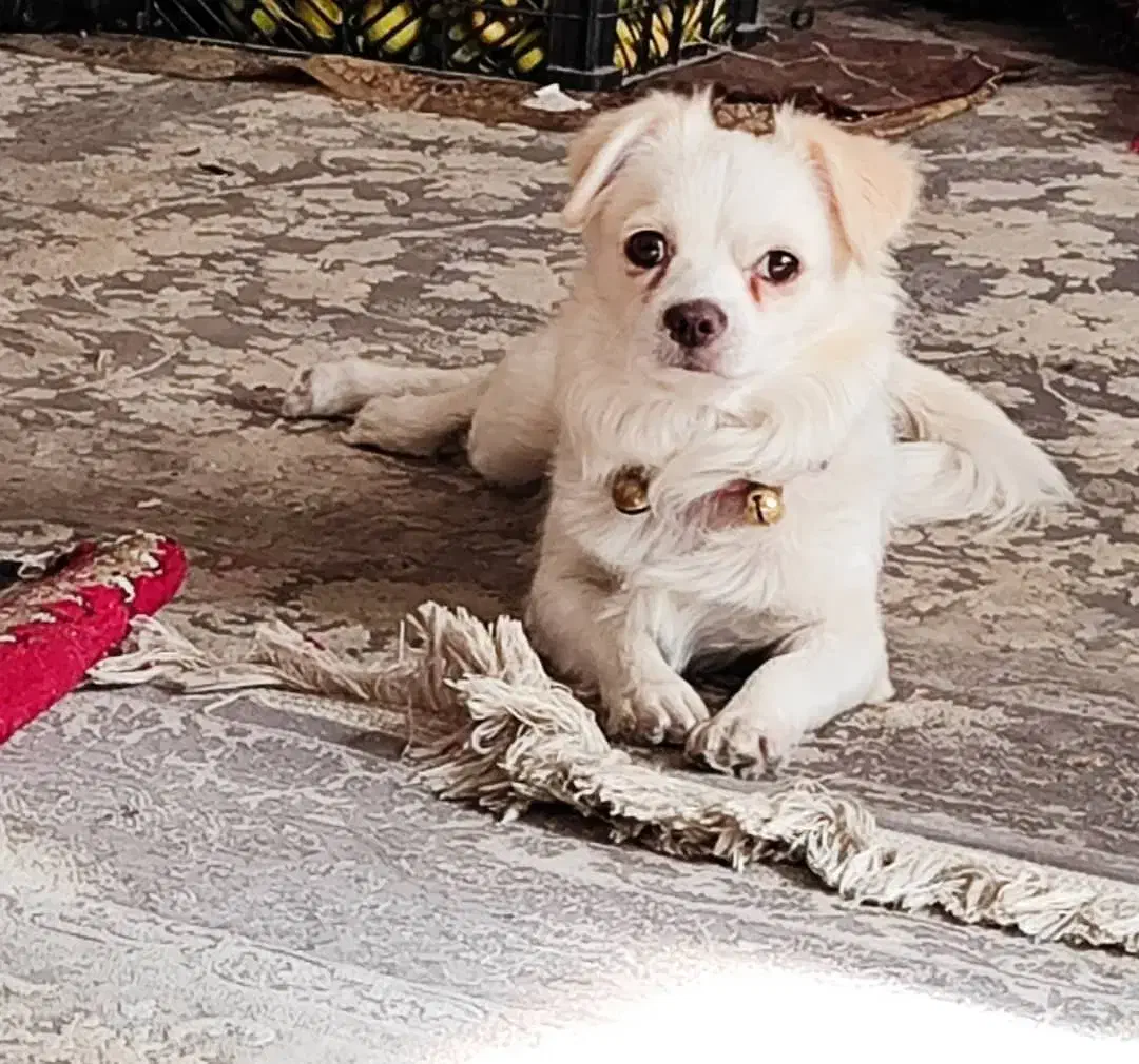 گمشده|حیوانات|فلاورجان, |دیوار