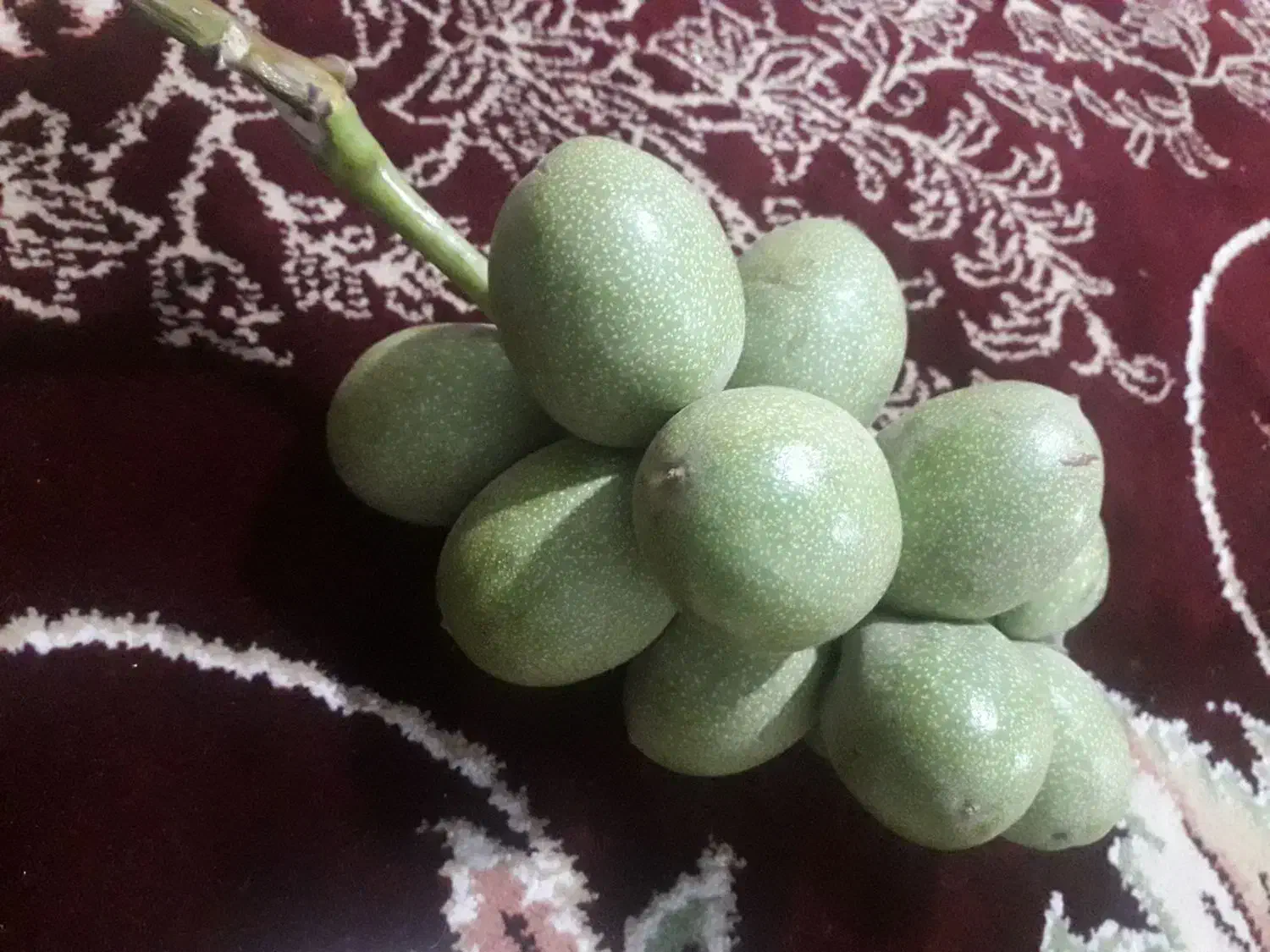 حاصل گیردوی ۱۴۰۴|خوردنی و آشامیدنی|قم, علی آباد|دیوار