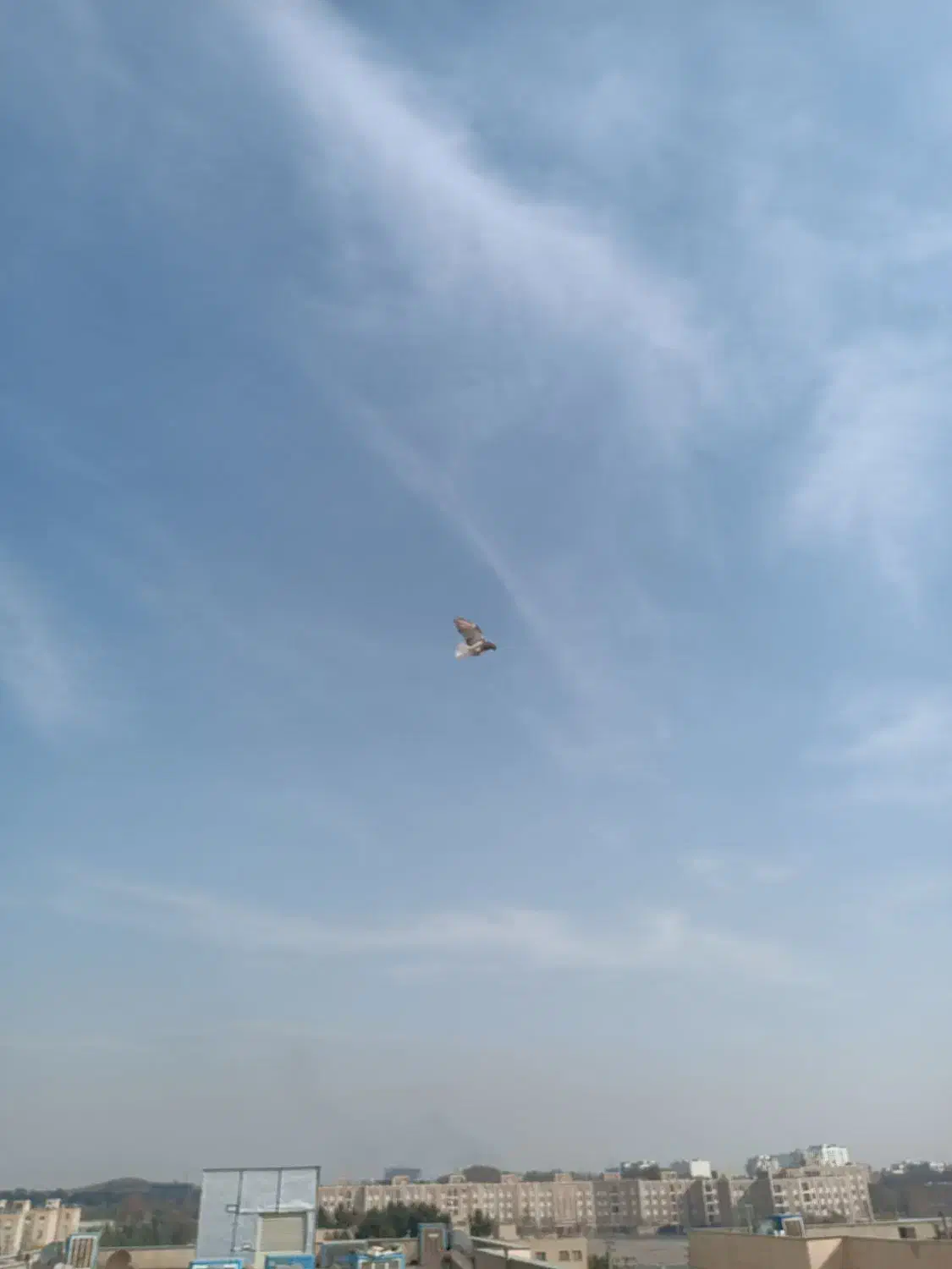 کفتر سرور دم سفید|پرنده|فردیس, شهرک ناز|دیوار