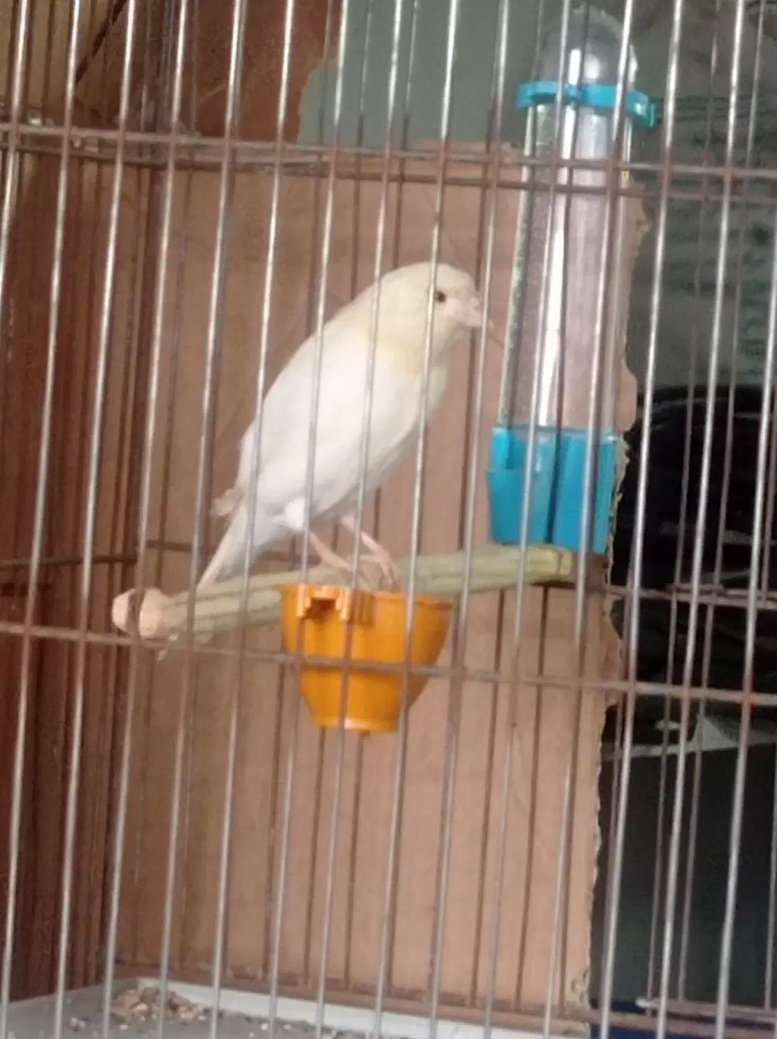 قناری ریزه خوان موزاییکی|پرنده|کبودرآهنگ, |دیوار