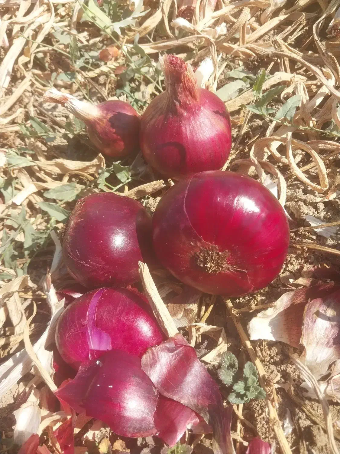 پیاز دارم هم امباری هم توری کسی خواست در خدمتم|خوردنی و آشامیدنی|بوکان, |دیوار