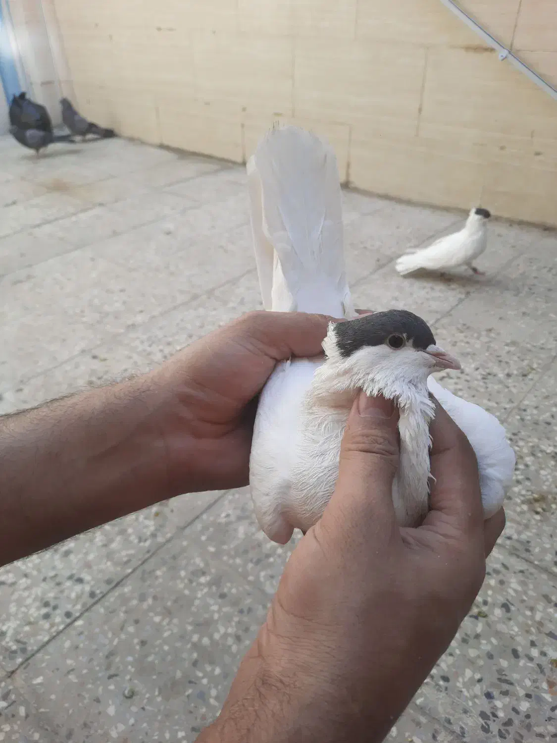 ۳تا کبوتر یا پرنده کتبسر|پرنده|خرمآباد, |دیوار