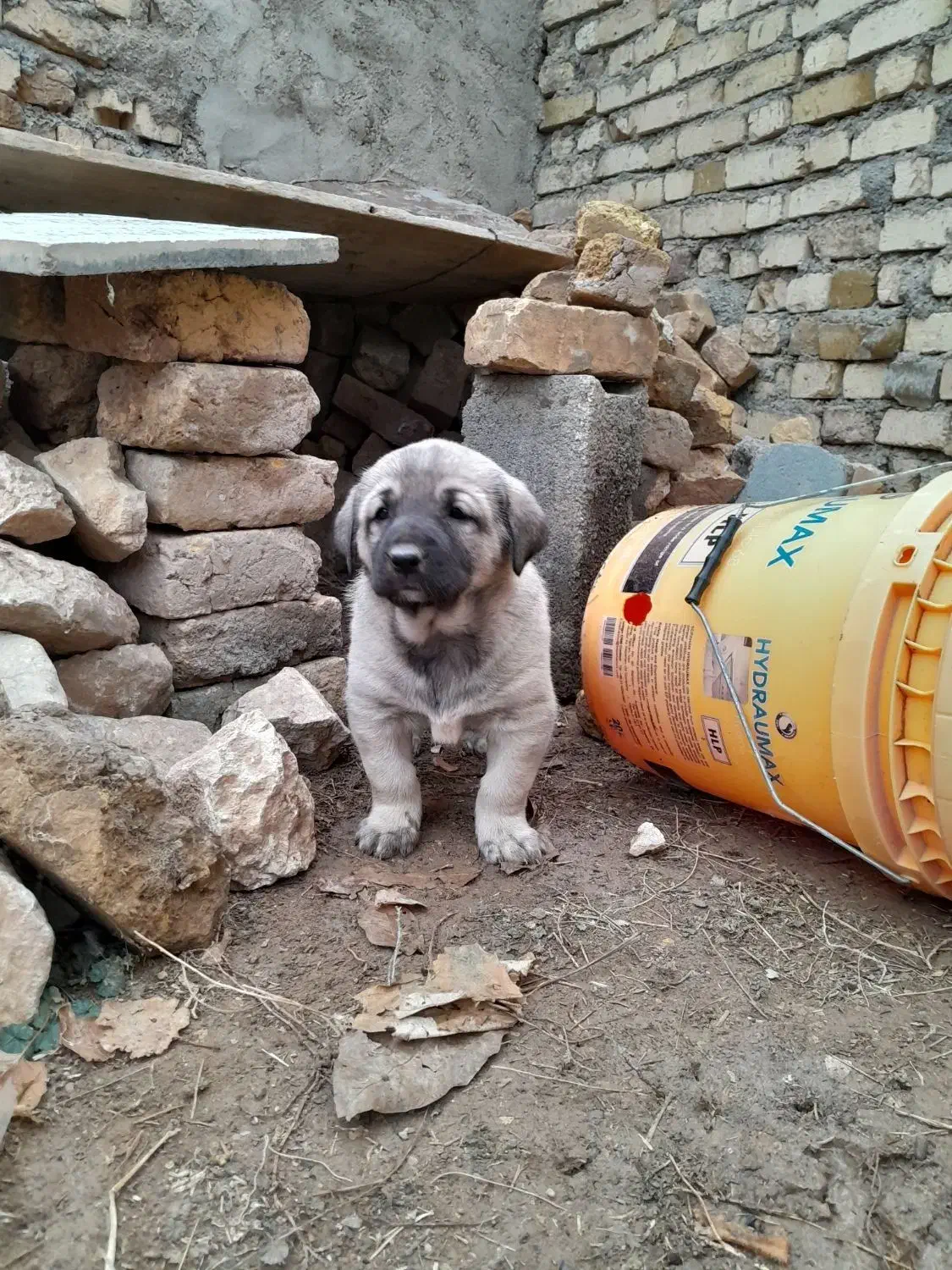 توله سراب|سگ|قیدار, |دیوار