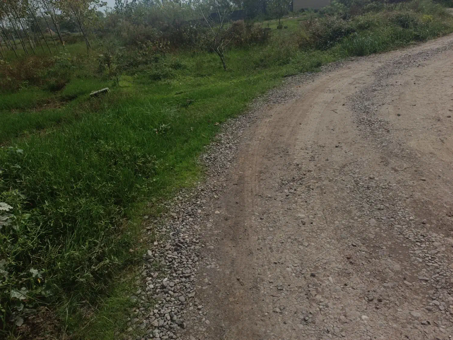 زمین باغی|فروش دفتر صنعتی، کشاورزی، تجاری|خمام, |دیوار