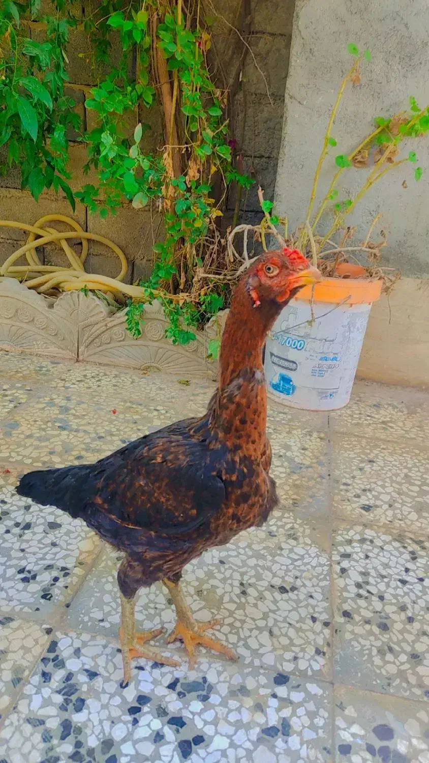 مرغ لاری اصیل|حیوانات مزرعه|مینودشت, |دیوار