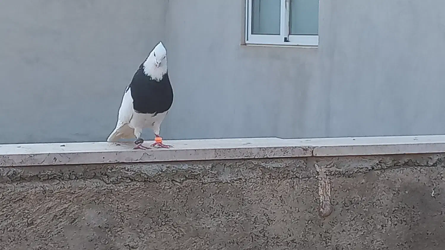 یک جفت طوقی|پرنده|اسفراین, |دیوار