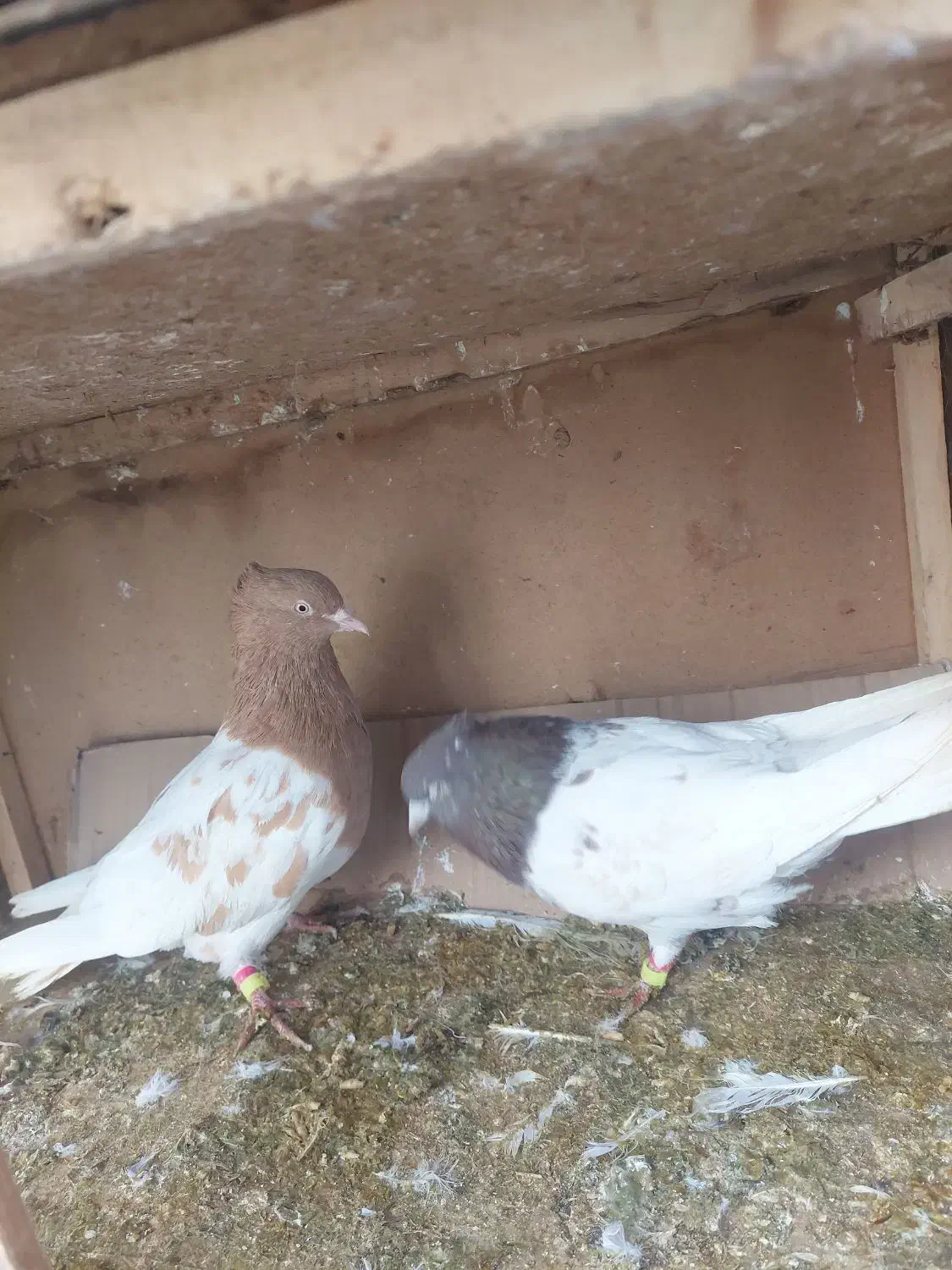 ی جفت کله|پرنده|گنبد کاووس, |دیوار