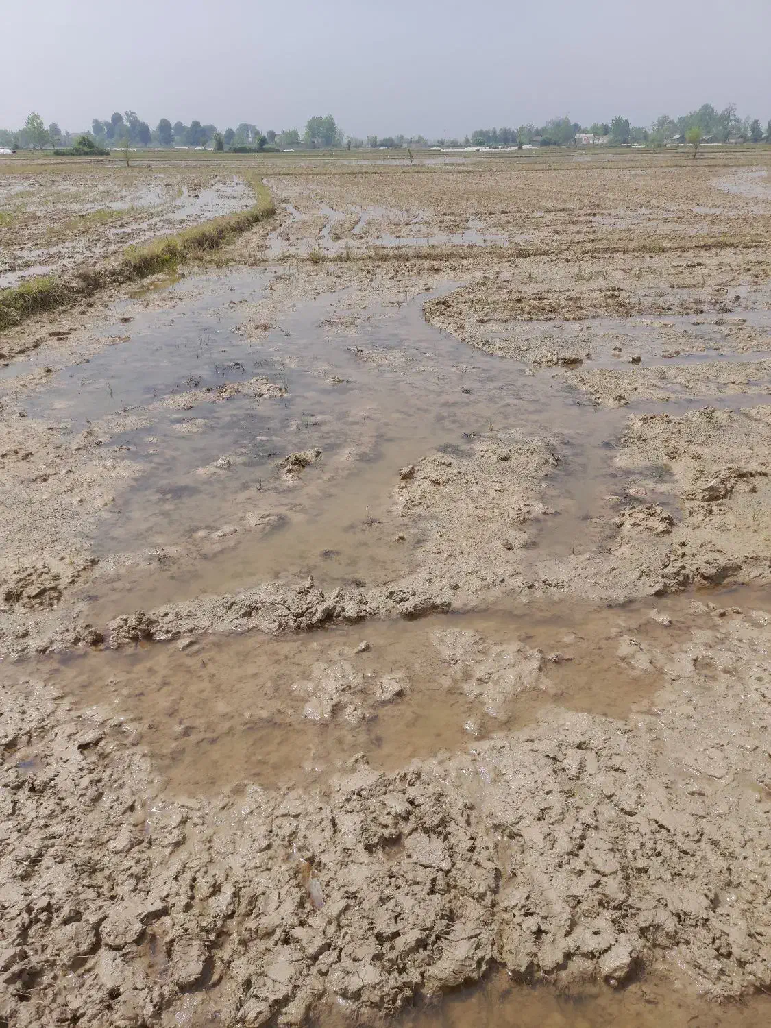 فروش زمین کشاورزی شهید شیرودی ، لاکان|فروش زمین و ملک کلنگی|رشت, لاکان|دیوار