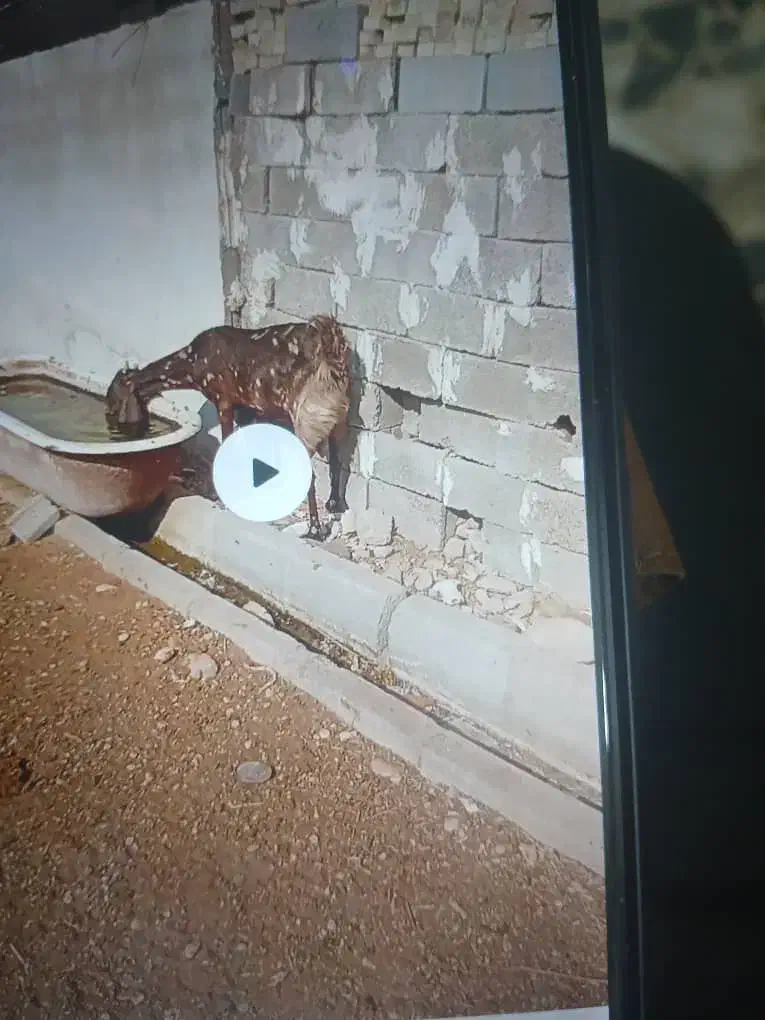 بز پاکستانی تک|حیوانات مزرعه|شوشتر, |دیوار