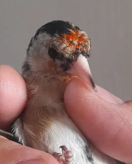 جوجه سهره نیم گل نشوندارکیاسر معاوضه با سهره قناری|پرنده|ری, ولی آباد|دیوار