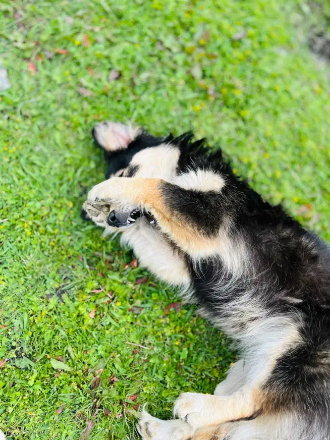 فروش. سگ|سگ|فومن, |دیوار