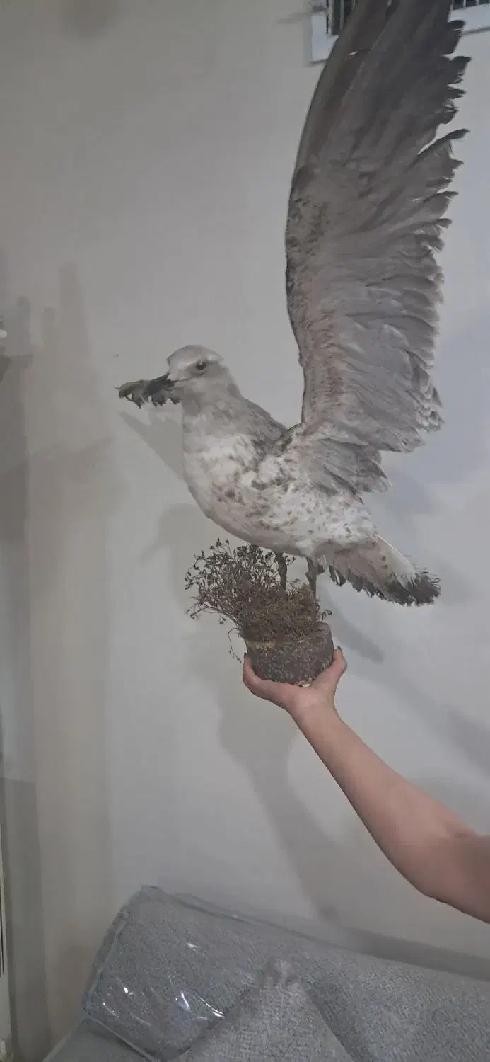 مجسمه مرغ دریایی|مجسمه، تندیس، ماکت|تهران, شهرک رضویه|دیوار