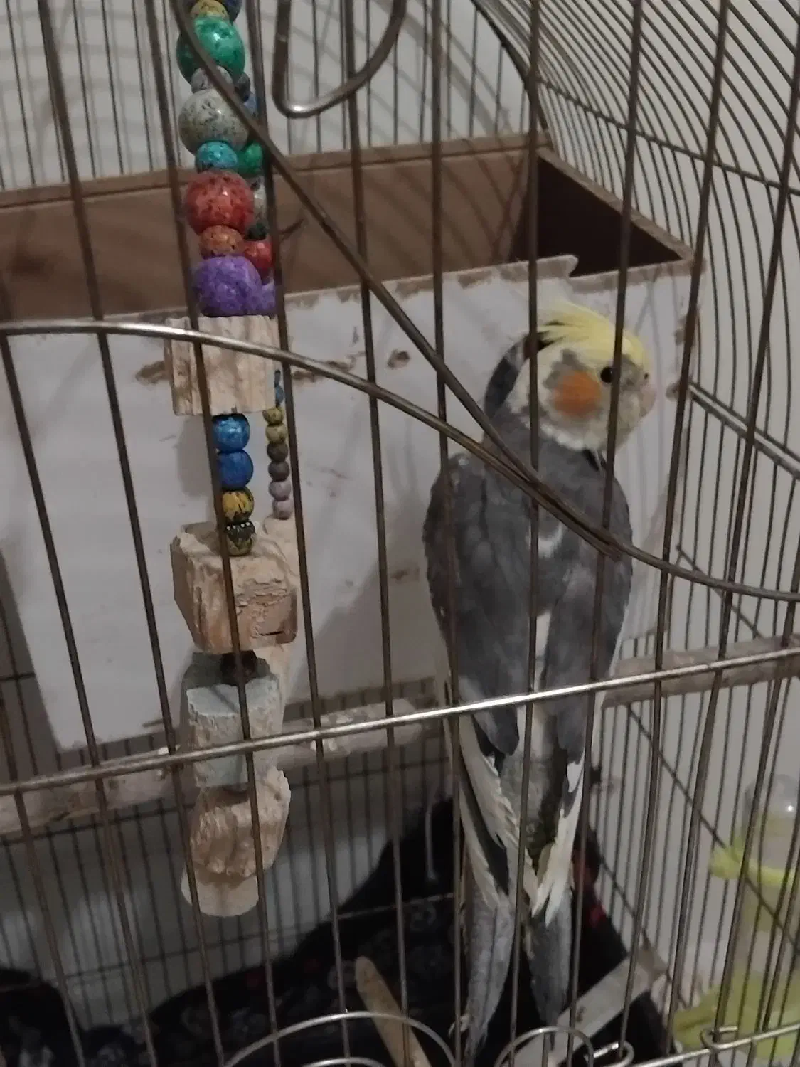 معاوضه عروس هلندی|پرنده|رودهن, |دیوار