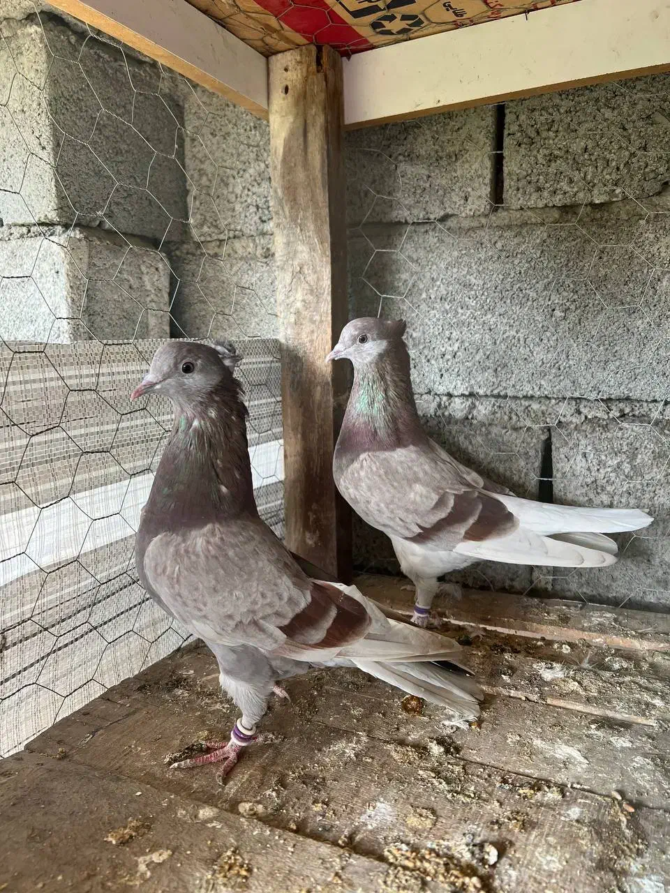 کبوتر پرشی درجه یک|پرنده|بابل, |دیوار