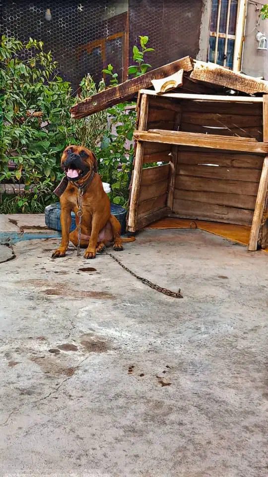 باکسر المانی پیتبول،ژرمن،پامر،پاکوتاه،مالینویز|سگ|کرمان, |دیوار