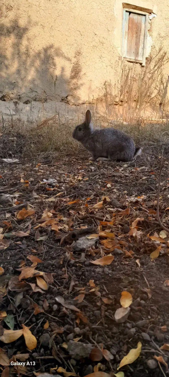 یه جفت خرگوش|موش و خرگوش|گنبد کاووس, |دیوار