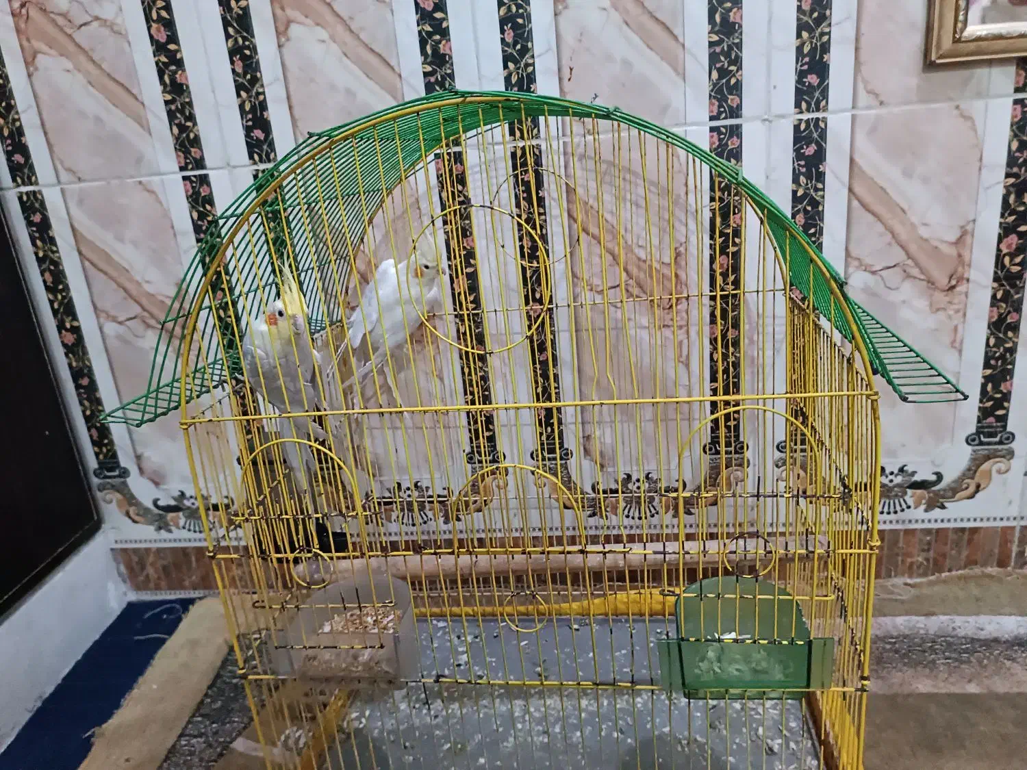 عروس هلندی|پرنده|خرمشهر, |دیوار