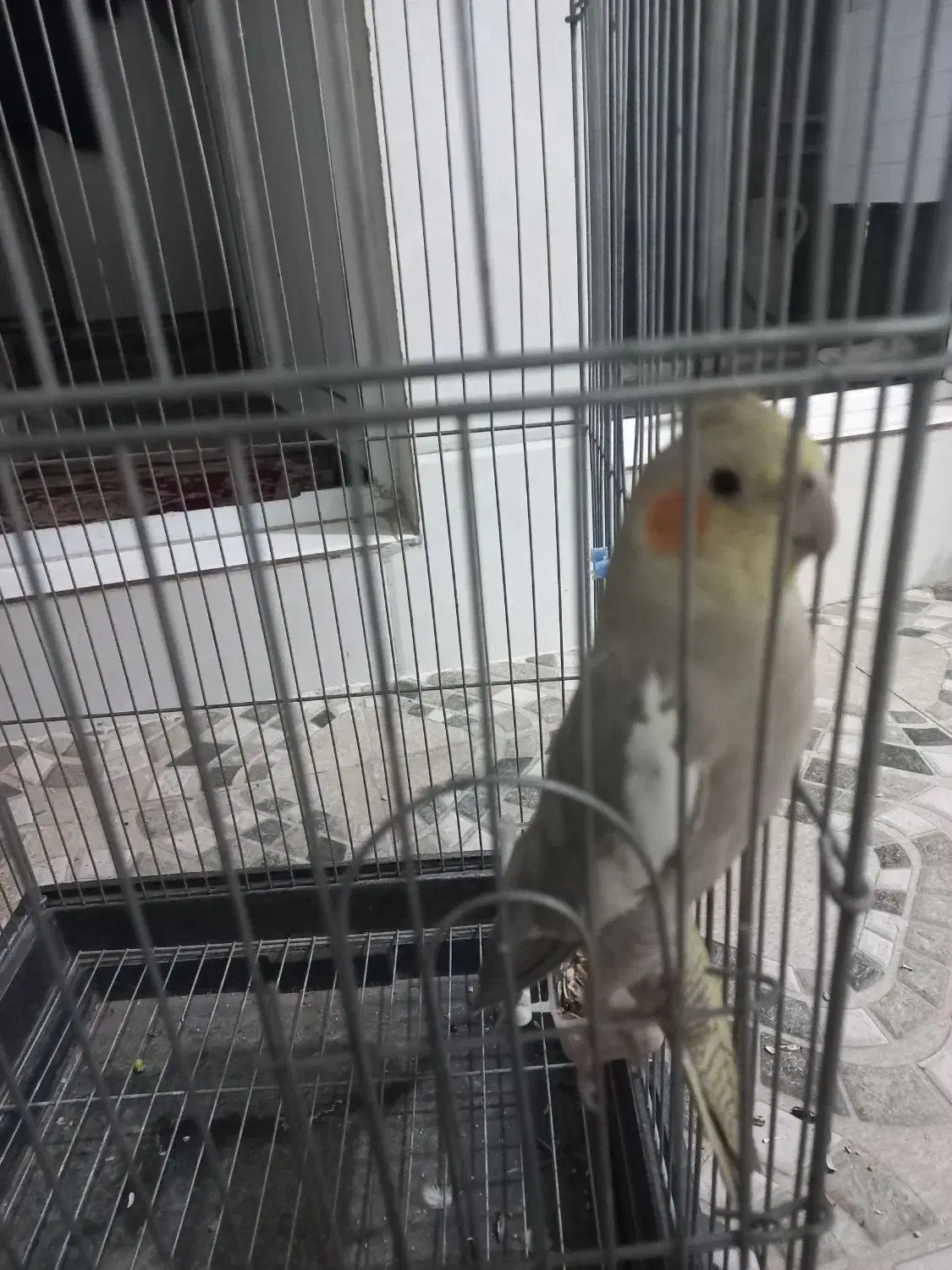 عروس هلندی|پرنده|رباطکریم, الارد|دیوار