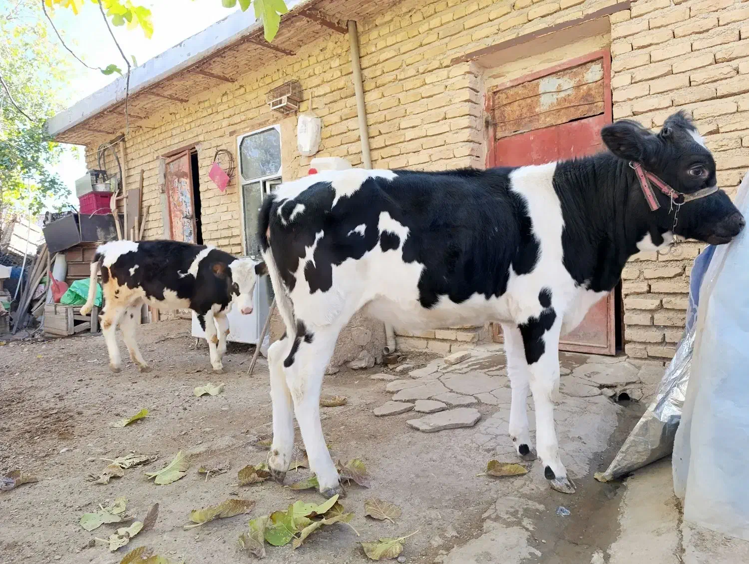 گوساله ماده سیمینتال و هلشتاین،گاو کردی|حیوانات مزرعه|دینور, |دیوار