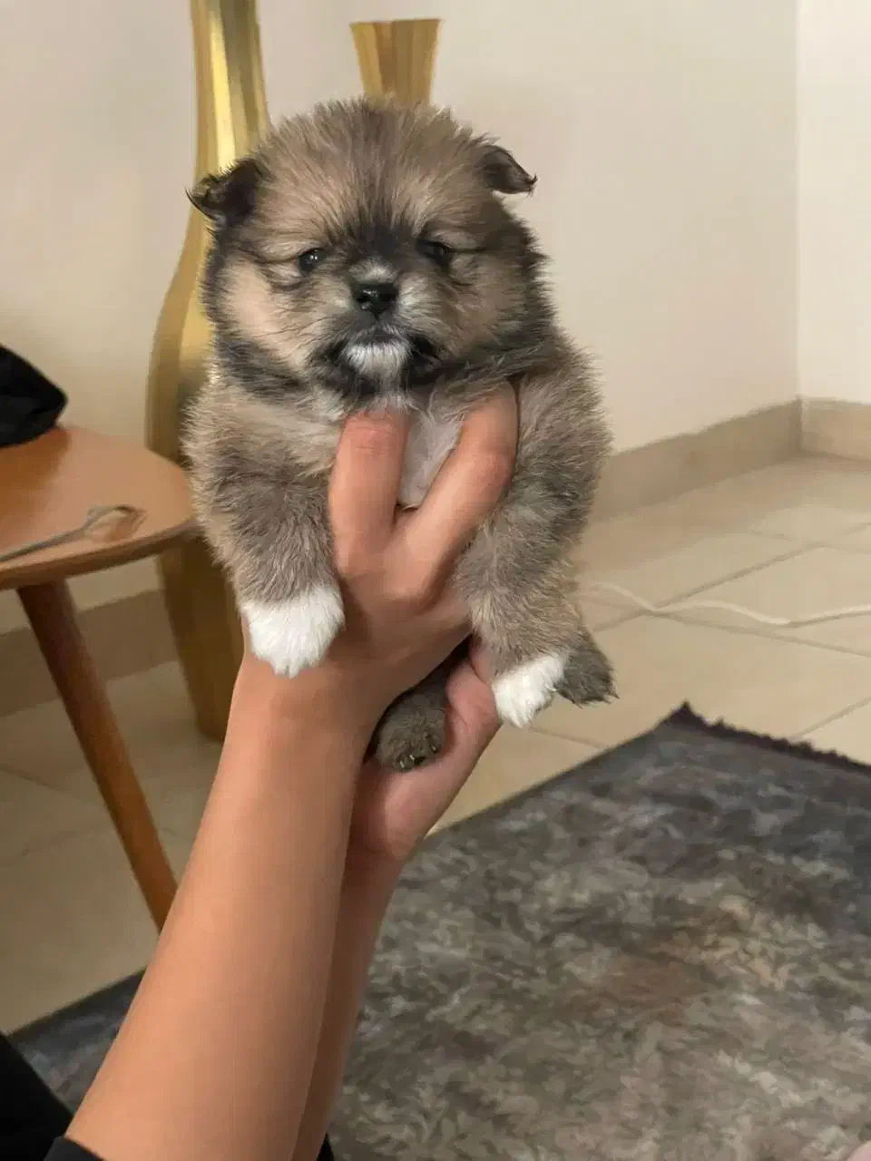 توله پامر ۲ماهه|سگ|شیراز, حومه شیراز|دیوار