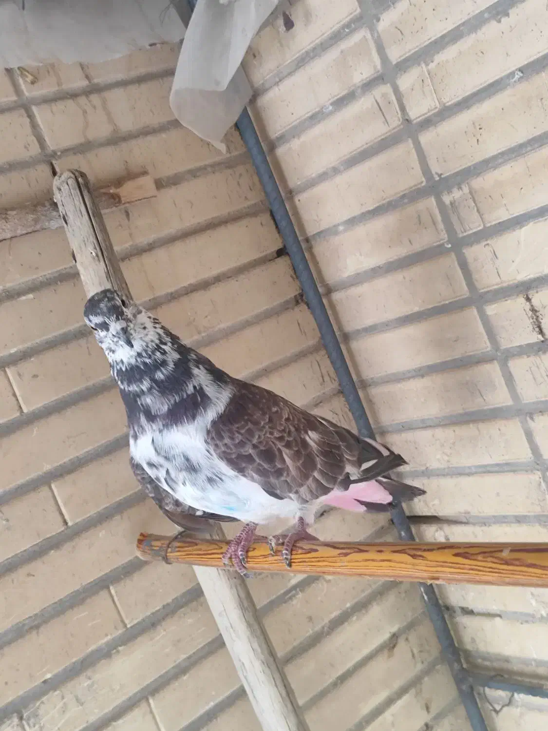 کبوتر پرشی(گرو)|پرنده|شاهین‌شهر, شهرک گلدیس|دیوار