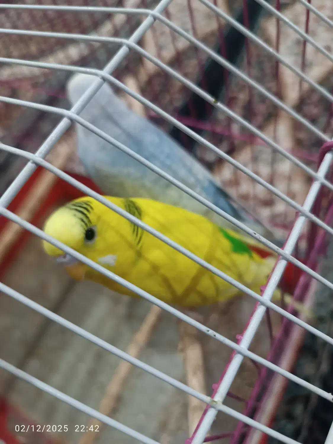 یک جفت نر و ماده مرغ عشق|پرنده|آبادان, |دیوار