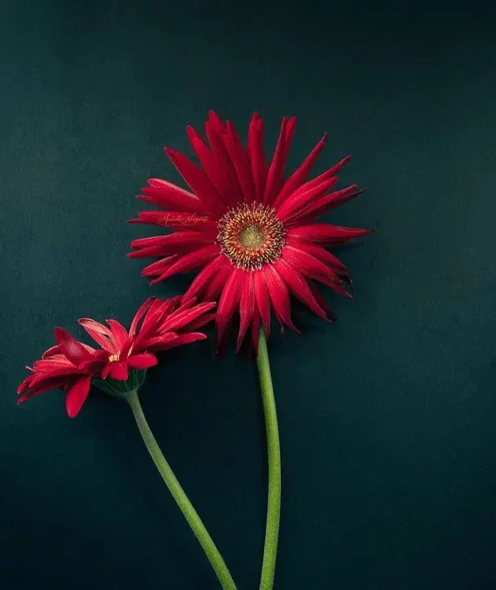 پرستاری از سالمند و خانه داری|استخدام سرایداری و نظافت|اردبیل, |دیوار