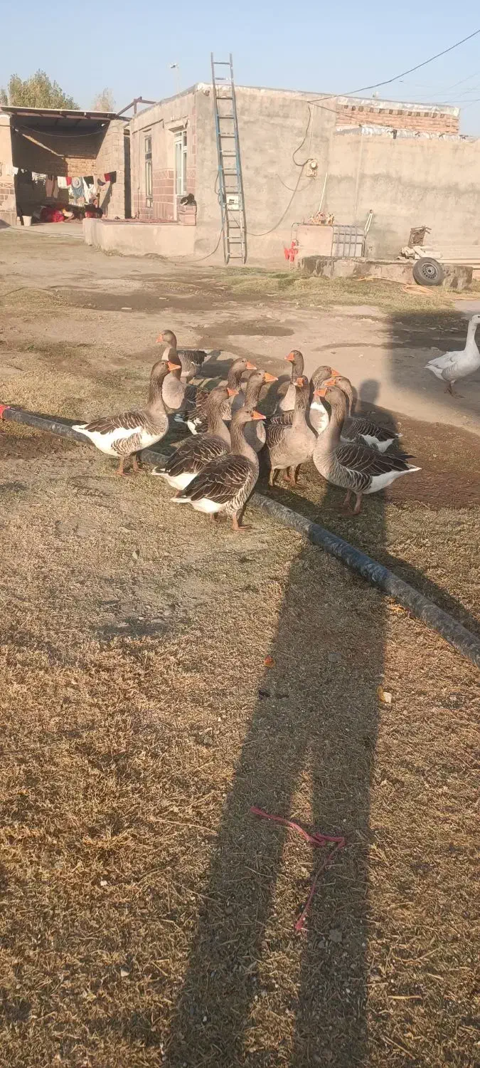 فروش تعداد12عدد غاز محلی اصیل|حیوانات مزرعه|محمدبار, |دیوار