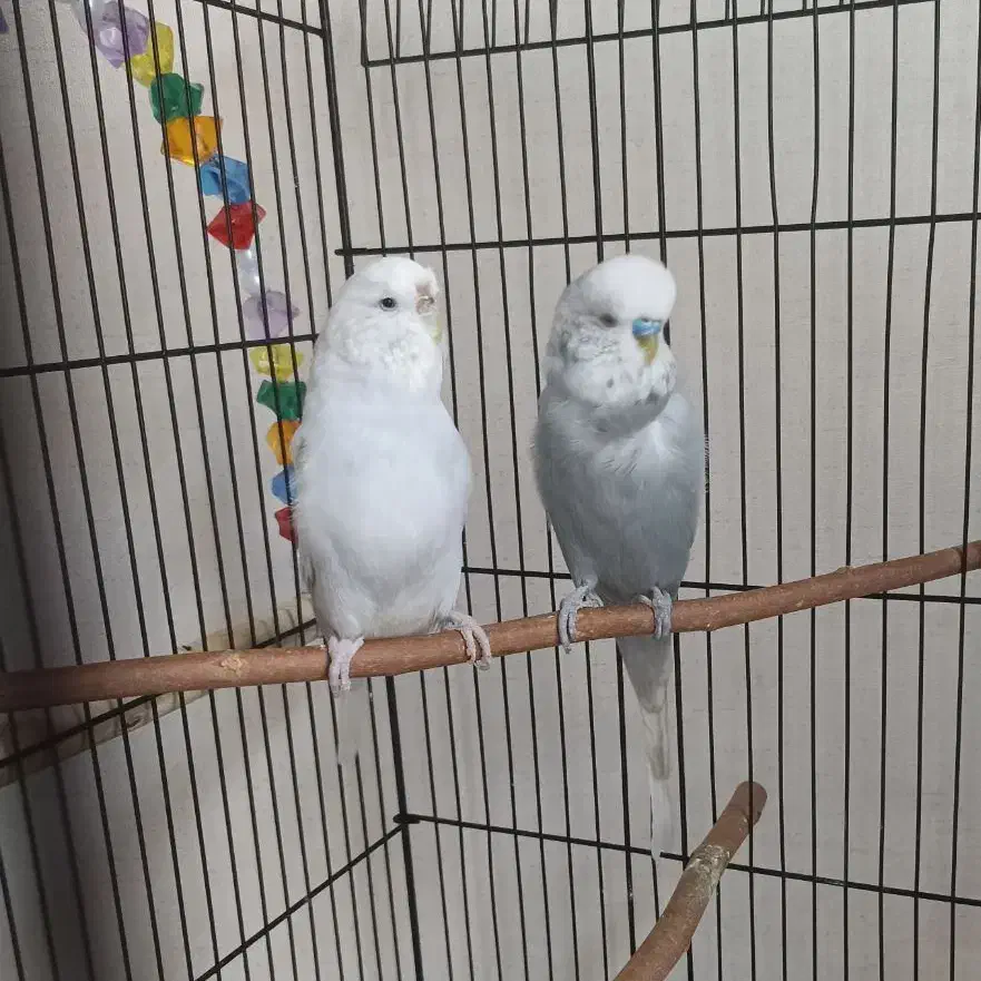 مرغ عشق انگلیسی مولد|پرنده|تهران, فلاح|دیوار