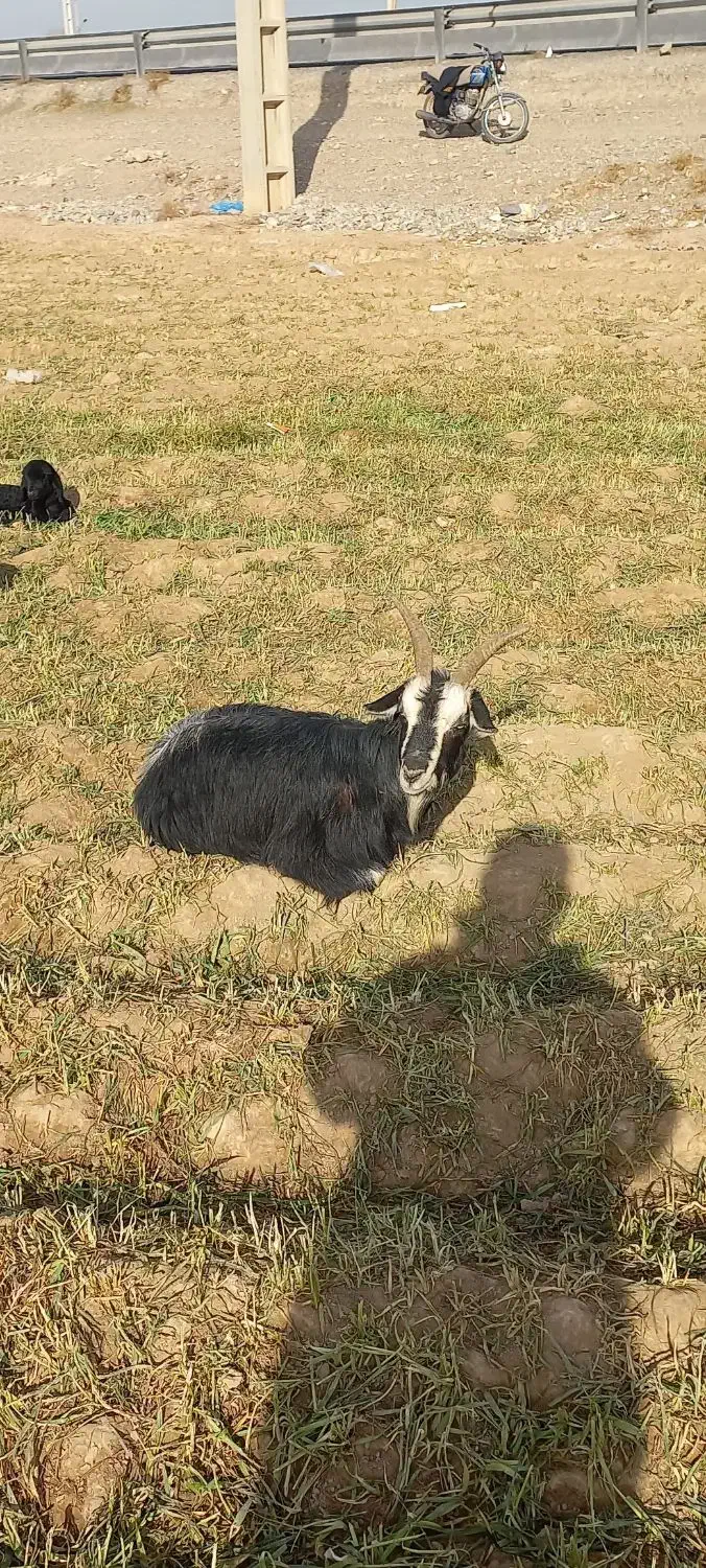 ،بز|حیوانات مزرعه|پیشوا, |دیوار